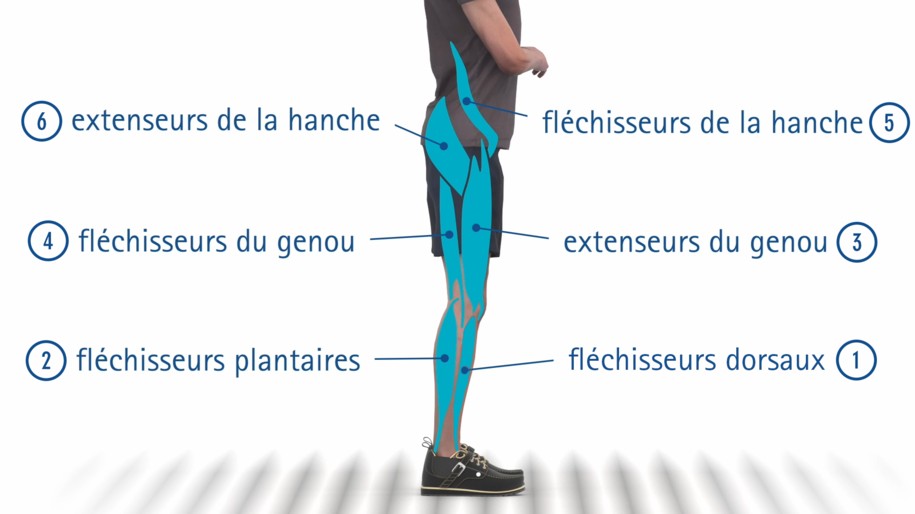 Explication des fonctions des grands groupes musculaires de la jambe pour prescrire l’orthèse correcte après examen clinique avec test fonctionnel et détermination de la force du patient
